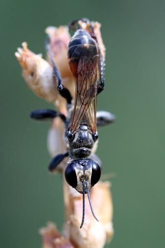 Prionyx lividocinctus