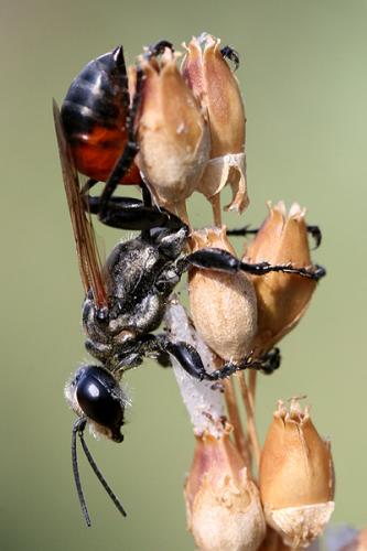 Prionyx lividocinctus