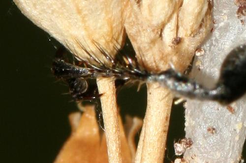 Réf. 22 214 : Prionyx lividocinctus