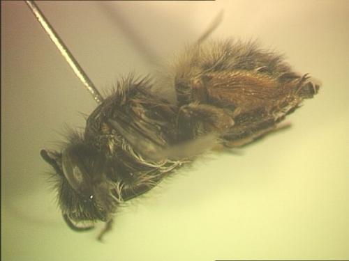 Anthophora plumipes