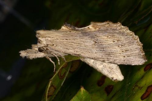 Pterostoma palpina