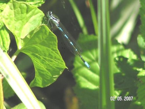 Coenagrion pulchellum