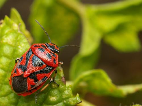 Réf. 22 577 : Eurydema ornata
