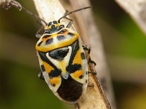 Réf. 22 579 : Eurydema ornata
