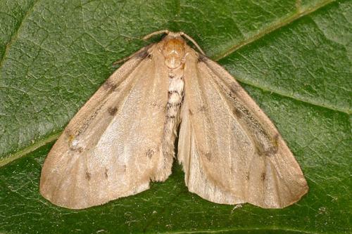 Paidia rica