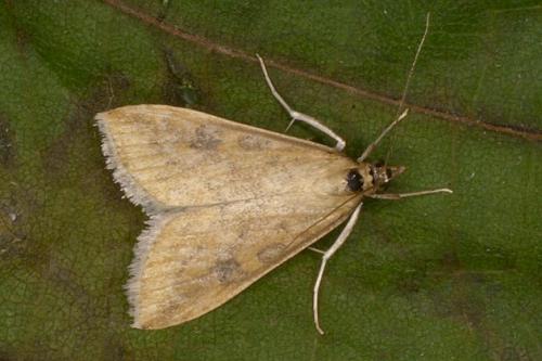 Réf. 22 808 : Udea ferrugalis