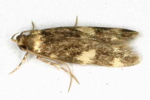 Oegoconia quadripuncta