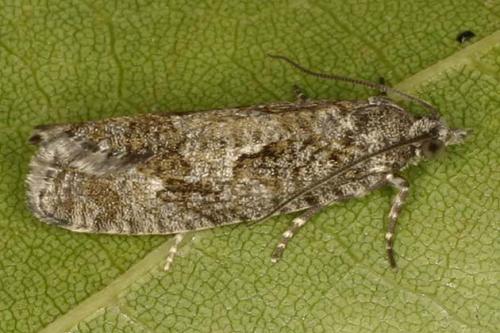 Zeiraphera sp.