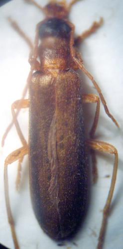 Nacerdes raymondi