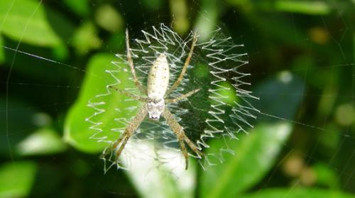 Réf. 22 133 : Argiope bruennichi