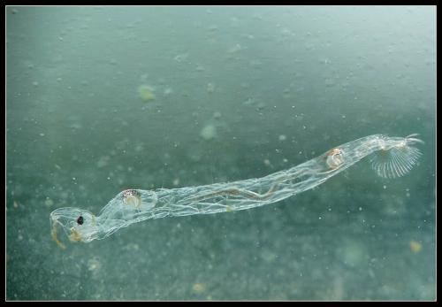 Chaoborus crystallinus