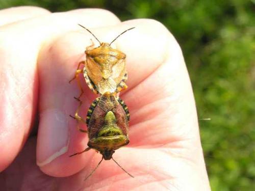 Carpocoris pudicus