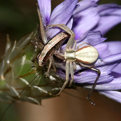 Réf. 22 201 : Runcinia grammica