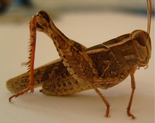 Calliptamus sp.