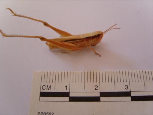Euchorthippus sp.