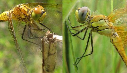 Sympetrum sp.