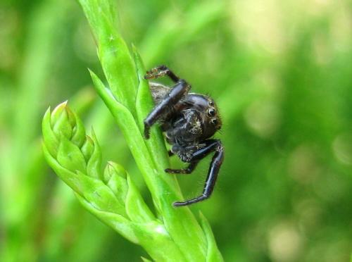 Macaroeris nidicolens