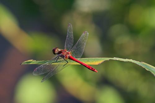 Sympetrum sanguineum