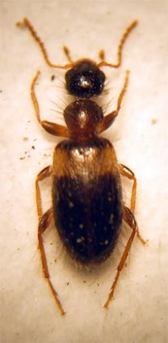 Hirticollis hispidus