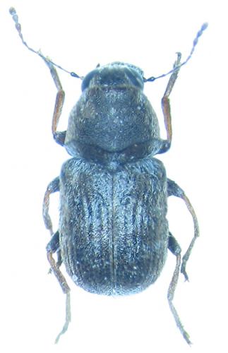 Réf. 22 329 : Rhaphitropis oxyacanthae
