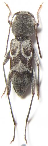 Réf. 22 679 : Pseudosphegesthes cinerea