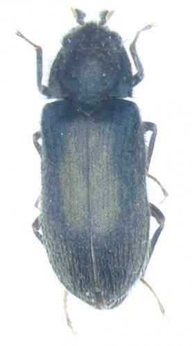 Réf. 22 401 : Dryops sp.