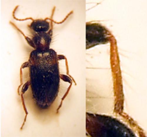 Hirticollis hispidus
