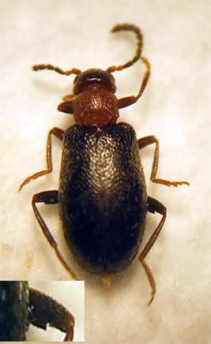 Anidorus sanguinolentus