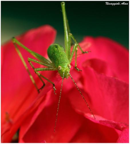 Phaneropterinae