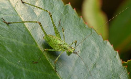 Réf. 22 269 : Phaneroptera sp.