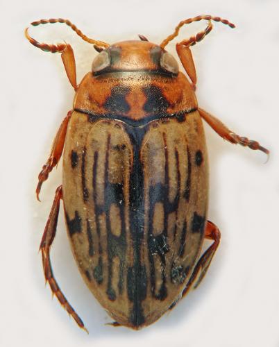 Scarodytes halensis