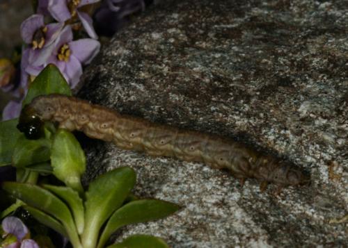 Sciadia tenebraria
