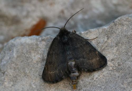 Sciadia tenebraria