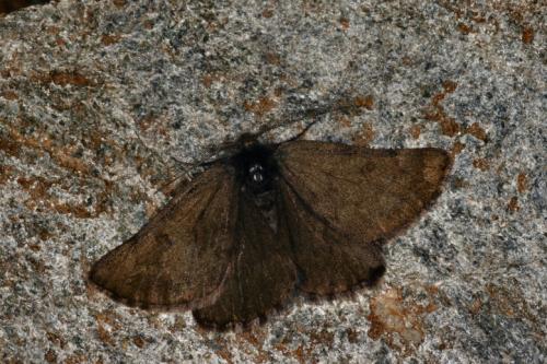 Sciadia tenebraria