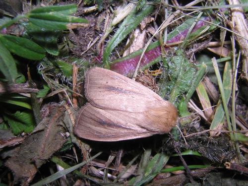 Réf. 22 623 : Sesamia nonagrioides