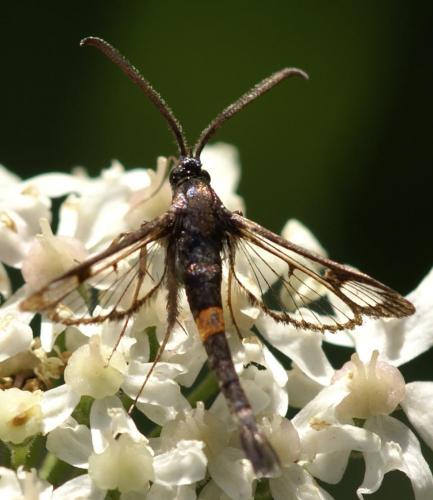 Réf. 22 574 : Synanthedon myopaeformis