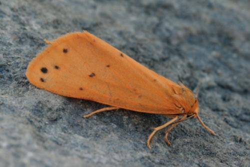 Setina flavicans