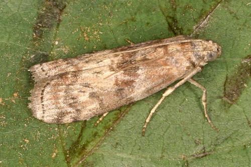 Réf. 22 499 : Phycita roborella
