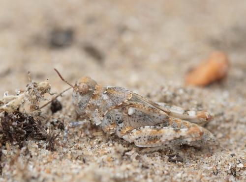 Réf. 22 659 : Sphingonotus caerulans