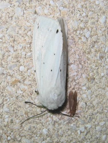 Réf. 22 349 : Spilosoma lubricipeda