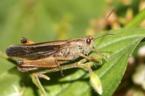 Réf. 22 346 : Stauroderus scalaris scalaris