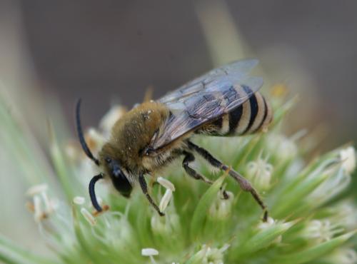 Réf. 22 135 : Colletes hylaeiformis