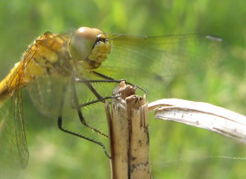 Sympetrum sp.