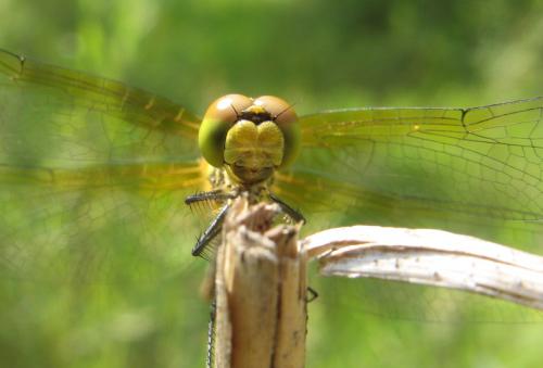 Sympetrum sp.