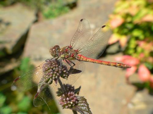 Sympetrum striolatum