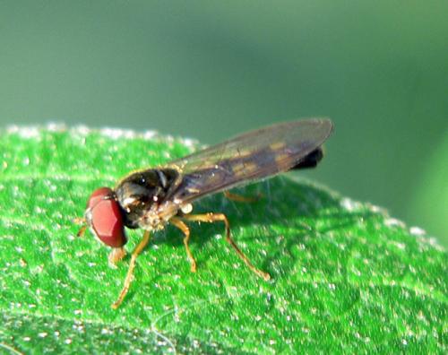 Melanostoma sp.