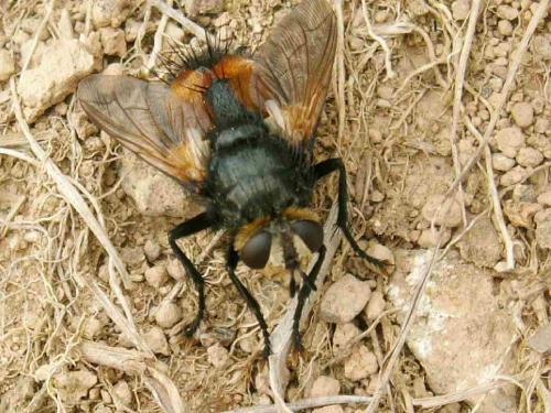 Nowickia sp.