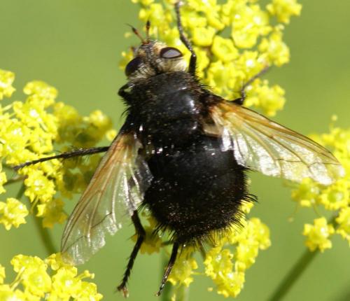 Tachina grossa