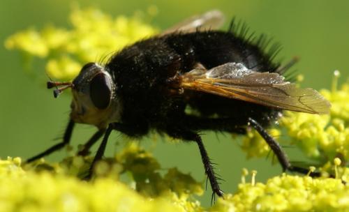 Tachina grossa