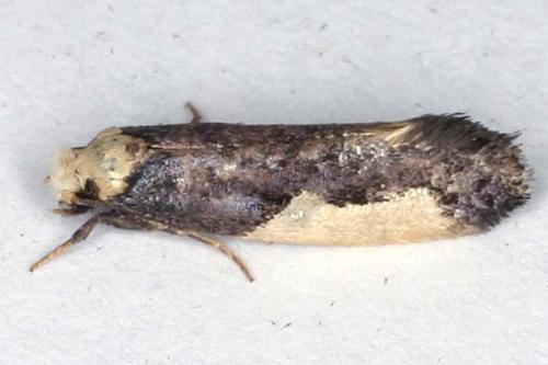 Réf. 22 033 : Monopis monachella